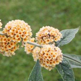 Buddleja x weyeriana 'Sungold'