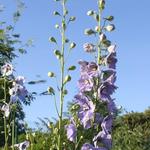 Delphinium 'Lady Guinevere' - 