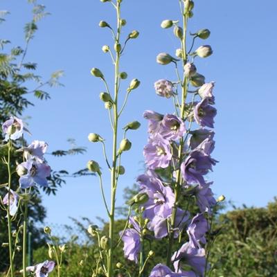 Delphinium 'Lady Guinevere'