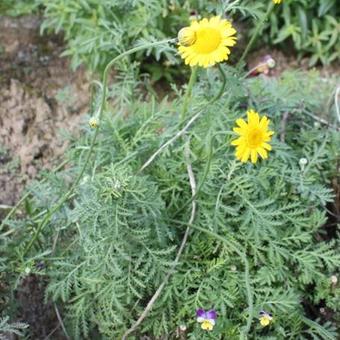 Anthemis x hybrida 'Kelwayi'