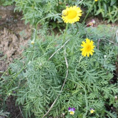 Anthemis x hybrida 'Kelwayi'