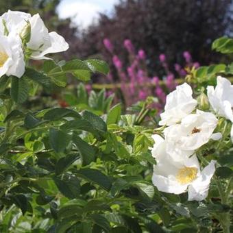 Rosa rugosa 'Alba'