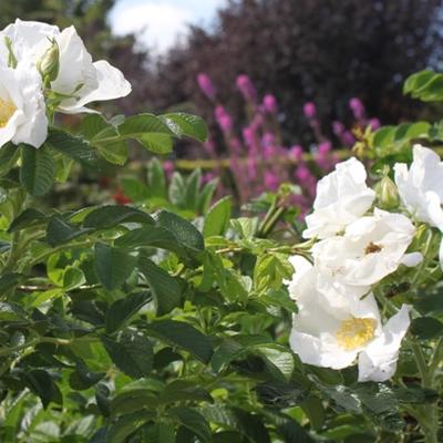 Rosa rugosa 'Alba'