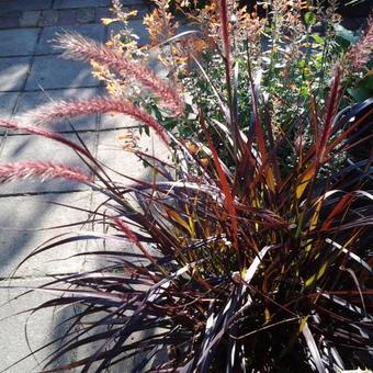 Pennisetum x advena 'Chelsea'