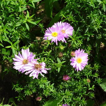 Aster dumosus 'Herbstgruss von Bresserhof'