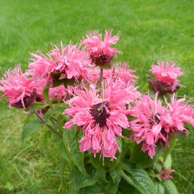 Monarda didyma 'Cranberry Lace'