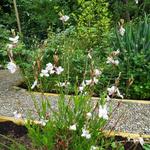 Gaura lindheimeri 'Gambit White' - 