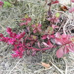 Sedum spurium 'Purple Winter' - 