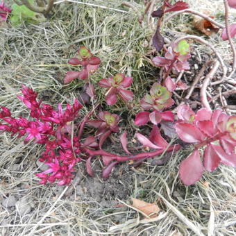 Sedum spurium 'Purple Winter'