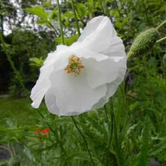 Papaver rhoeas 'Bridal Silk'