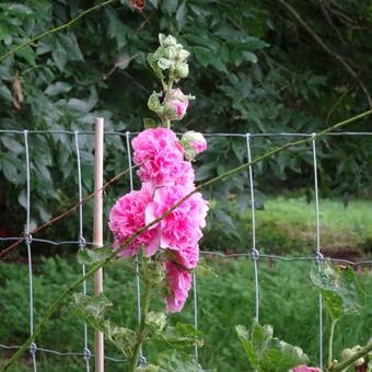 Alcea rosea 'Rosea'