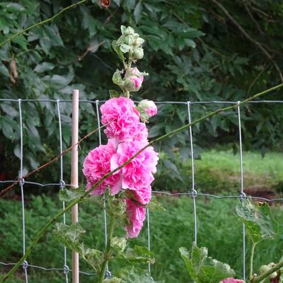 Alcea rosea 'Rosea' - 