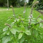 Ocimum basilicum 'Magic White' - 