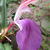 Roscoea purpurea 'Spice Island'