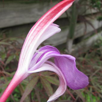 Roscoea purpurea 'Spice Island'