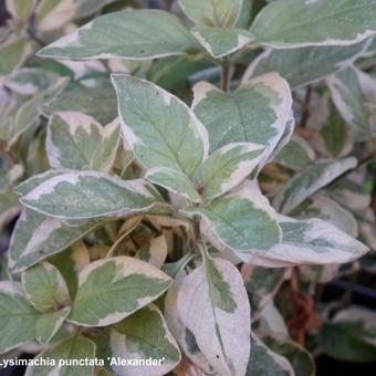 Lysimachia punctata 'Alexander'