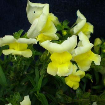 Antirrhinum