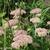 Sedum spectabile