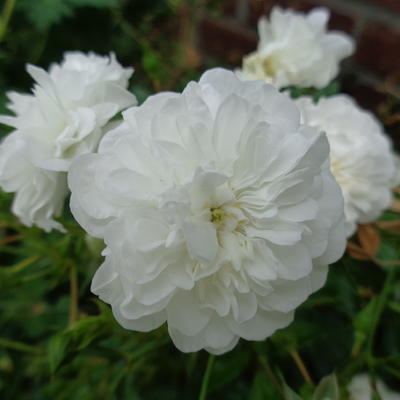 Rosa  'White Fairy' - Rosa  'White Fairy'