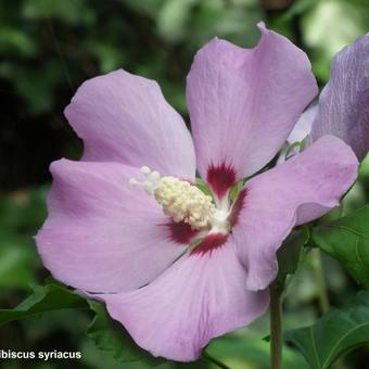 Hibiscus syriacus