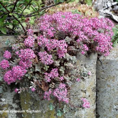 Sedum cyaneum 'Sachalin' - 