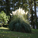 Cortaderia selloana - Herbe de la pampa - Cortaderia selloana