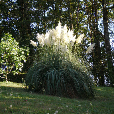 Cortaderia selloana - Herbe de la pampa