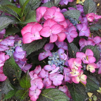 Hydrangea  macrophylla BLACK DIAMONDS 'Baroque Angel Blue'