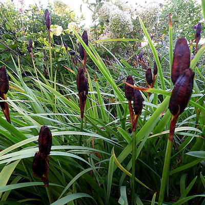 Iris sibirica - Sibirische Schwertlilie - Iris sibirica