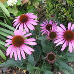 Echinacea ' MOOODZ Awake' - 