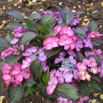 Hydrangea macrophylla BLACK DIAMONDS 'Dark Angel violet'