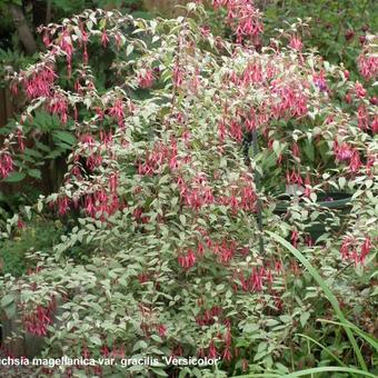 Fuchsia magellanica var. gracilis 'Versicolor'