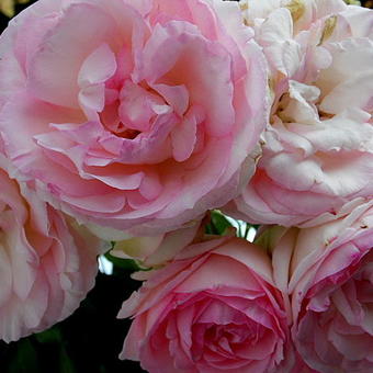 Rosa 'Pierre de Ronsard'