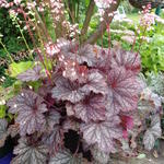 Heuchera LITTLE CUTIE 'Ginger Snap' - 