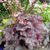 Heuchera LITTLE CUTIE 'Ginger Snap'