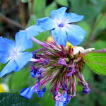 Ceratostigma willmottianum - CÉRATOSTIGME DE WILLMOTT, DENTELAIRE, - Ceratostigma willmottianum