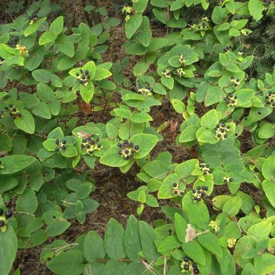 Hypericum x androsaemum - 