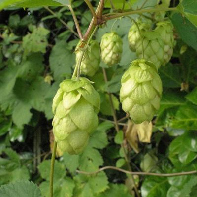 Houblon - Humulus lupulus