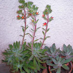 Echeveria harmsii - 