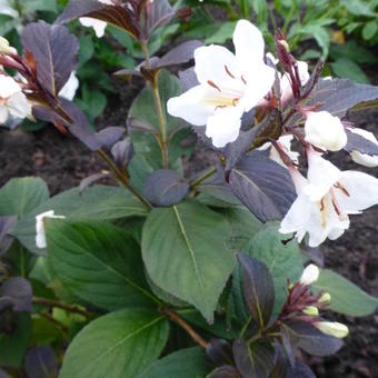 Weigela 'Ebony and Ivory'