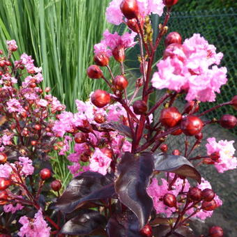 Lagerstroemia indica 'Rhapsody in Pink'