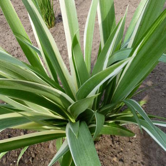 Iris tectorum 'Cruella'