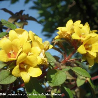 Lysimachia procumbens 'Golden Globes'