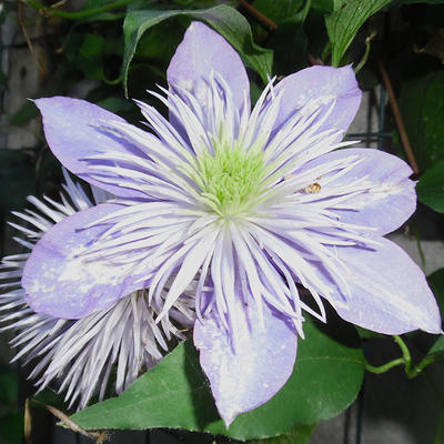 Clematis florida 'Crystal Fountain'   - 