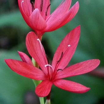 Hesperantha coccinea 'Major'