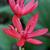 Hesperantha coccinea 'Major'