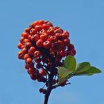 Pyracantha - 