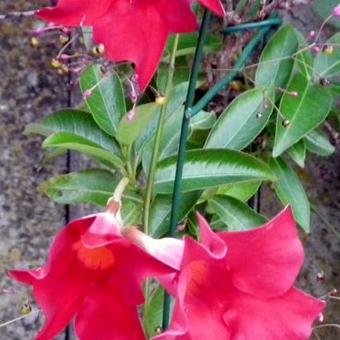 Mandevilla 'SUNDAVILLE Red'