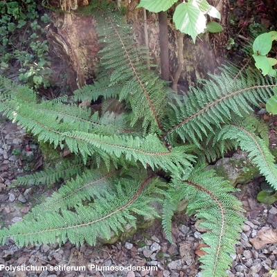 Polystichum setiferum 'Plumoso-densum'