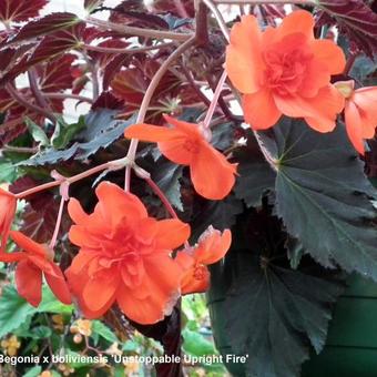 Begonia x boliviensis 'Unstoppable Upright Fire'